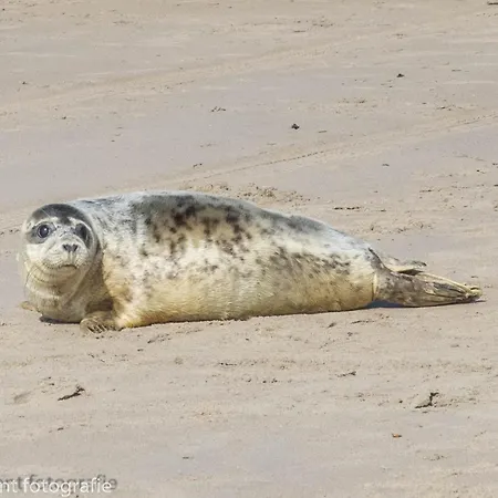 Apartman Harborloft 10p Haven Brouwersdam