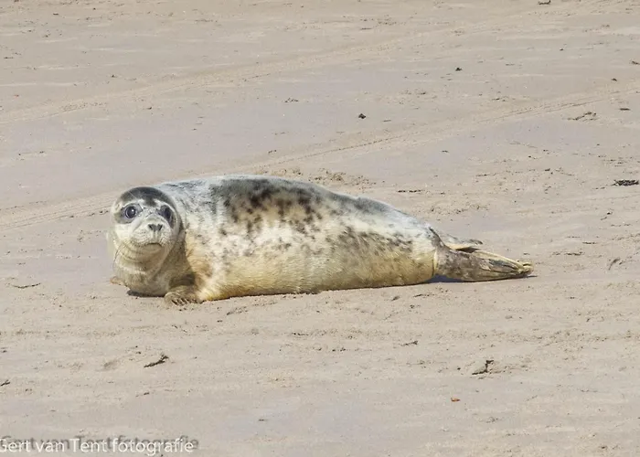 Appartamento Harborloft 10p Haven Brouwersdam